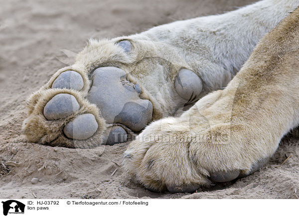 Lwenpfoten / lion paws / HJ-03792