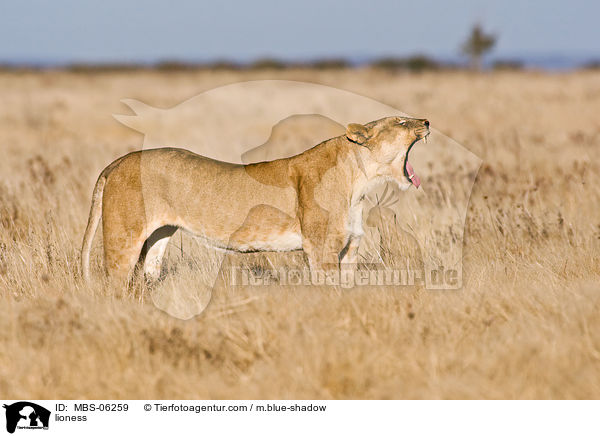 lioness / MBS-06259