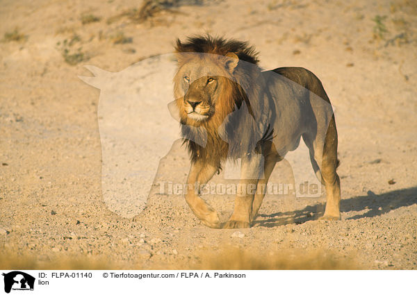 lion / FLPA-01140