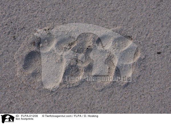 Lwe Fuspur / lion footprints / FLPA-01208