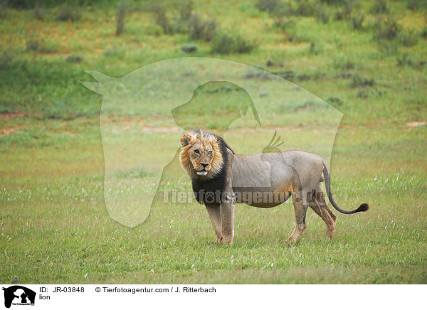 Lwe / lion / JR-03848