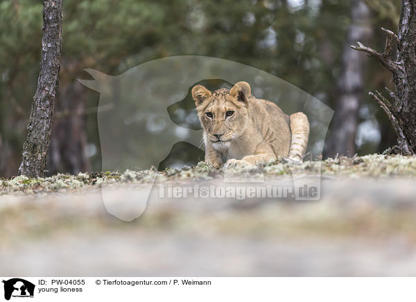 junge Lwin / young lioness / PW-04055