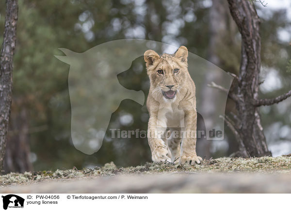 junge Lwin / young lioness / PW-04056