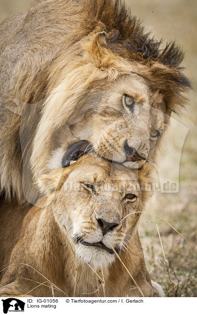 Lwen bei der Paarung / Lions mating / IG-01056