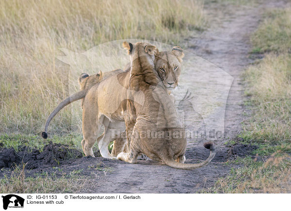 Lwin mit Jungtier / Lioness with cub / IG-01153