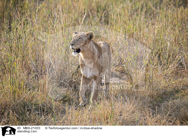 stehender Lwe / standing Lion / MBS-21003