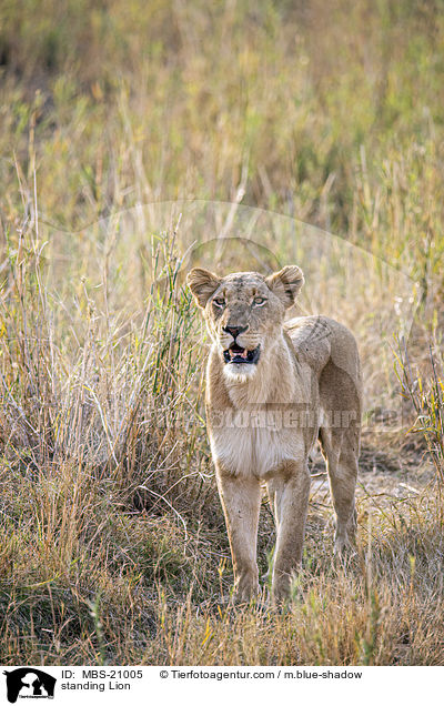 stehender Lwe / standing Lion / MBS-21005