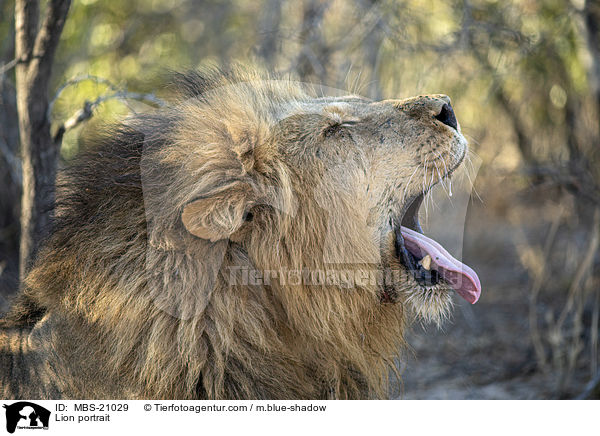 Lwe Portrait / Lion portrait / MBS-21029