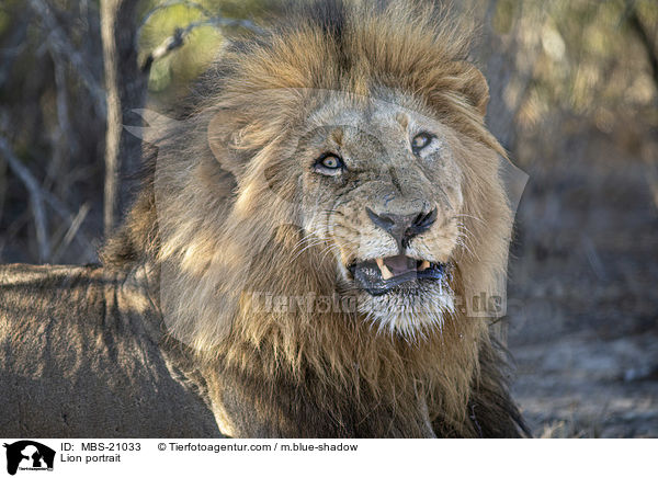 Lwe Portrait / Lion portrait / MBS-21033