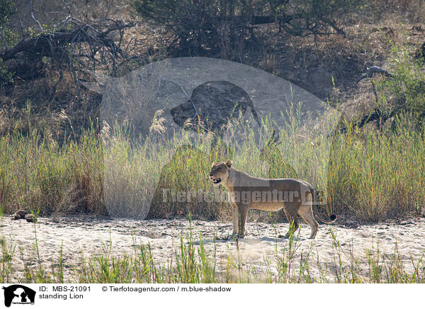 stehender Lwe / standing Lion / MBS-21091