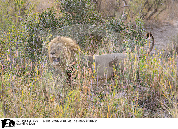 stehender Lwe / standing Lion / MBS-21095