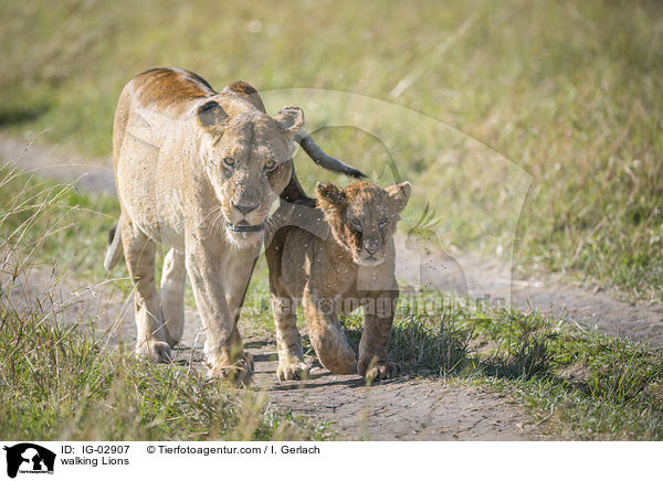 laufende Lwen / walking Lions / IG-02907