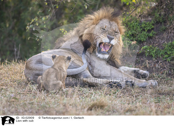 Lwe mit Lwe / Lion with cub / IG-02909