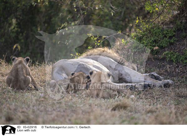 Lwe mit Jungtier / Lion with cub / IG-02916