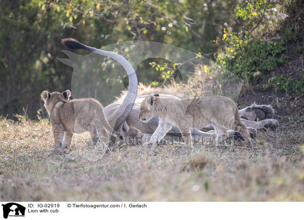 Lwe / Lion with cub / IG-02919