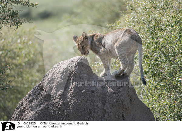 junger Lwe auf einem Erdhgel / young Lion on a mound of earth / IG-02925