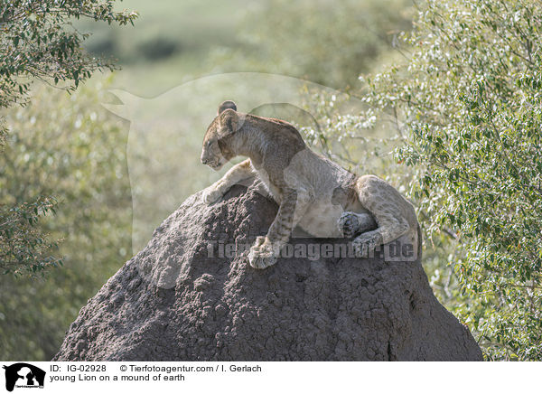 junger Lwe auf einem Erdhgel / young Lion on a mound of earth / IG-02928