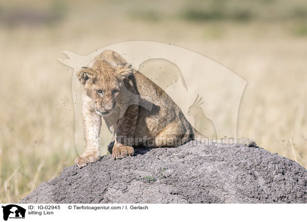 sitzender Lwe / sitting Lion / IG-02945