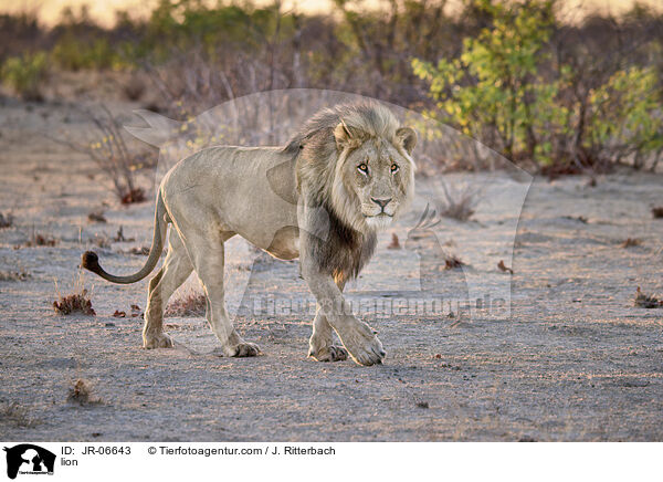 Lwe / lion / JR-06643