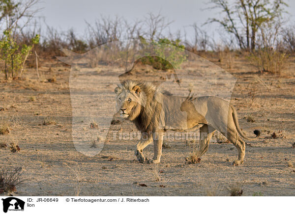 Lwe / lion / JR-06649