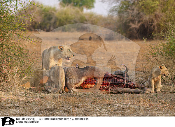 Lwen fressen Bffel / Lions eat buffalo / JR-06948