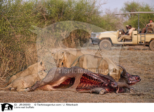 Lwen fressen Bffel / Lions eat buffalo / JR-06950