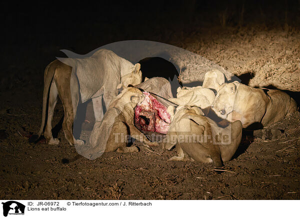 Lwen fressen Bffel / Lions eat buffalo / JR-06972