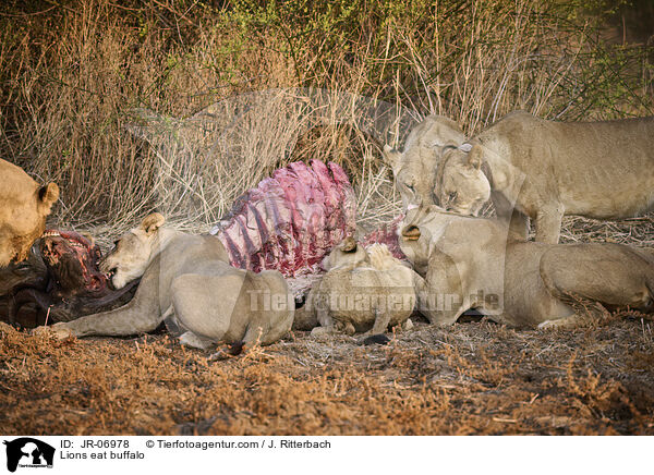 Lwen fressen Bffel / Lions eat buffalo / JR-06978