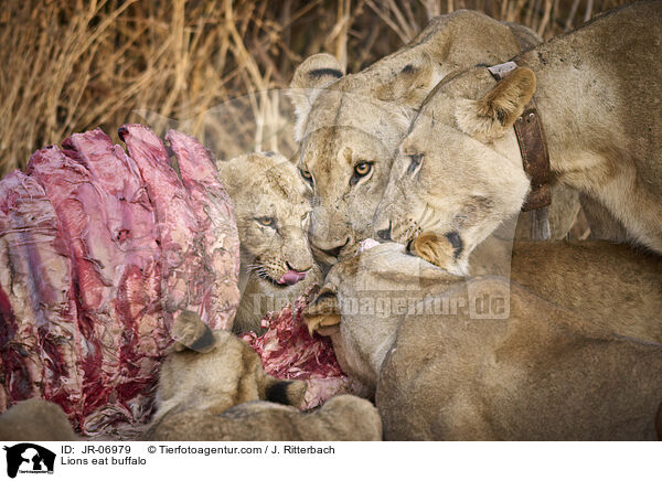 Lwen fressen Bffel / Lions eat buffalo / JR-06979