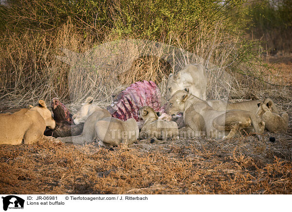 Lwen fressen Bffel / Lions eat buffalo / JR-06981