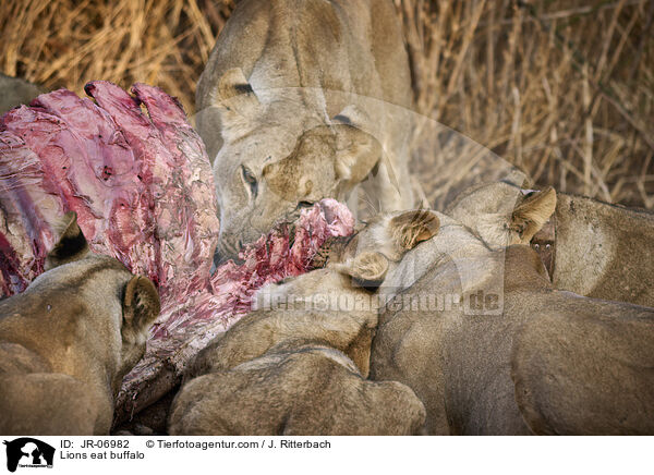 Lwen fressen Bffel / Lions eat buffalo / JR-06982