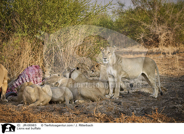 Lions eat buffalo / JR-06983