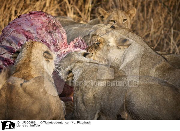 Lwen fressen Bffel / Lions eat buffalo / JR-06986