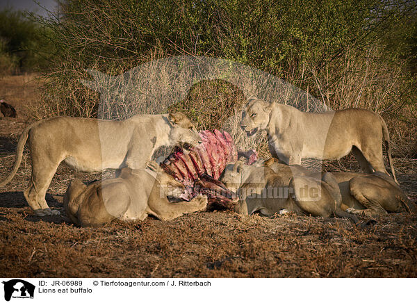 Lwen fressen Bffel / Lions eat buffalo / JR-06989