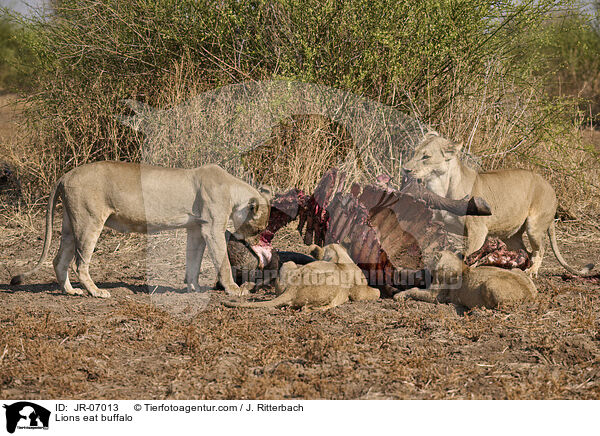 Lwen fressen Bffel / Lions eat buffalo / JR-07013