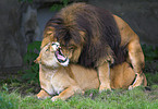 copulating lions