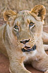 lioness portrait