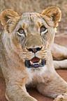 lioness portrait