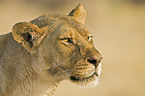 lioness