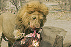 eating lion