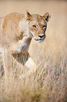 lioness