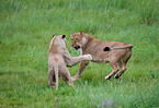 lionesses