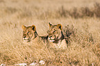 lionesses