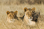 lionesses