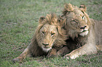 lions