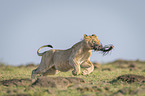 running Lion