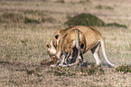 Lioness kills Thomson baby Gazelles