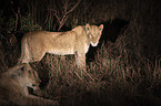 Lions at night