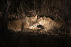 Lions at night