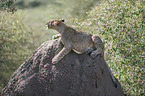 young Lion on a mound of earth